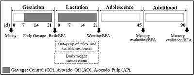 Maternal Supplementation With Avocado (Persea americana Mill.) Pulp and Oil Alters Reflex Maturation, Physical Development, and Offspring Memory in Rats